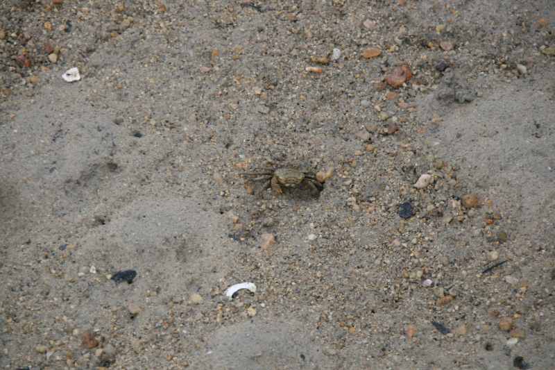 Nieuw-Zeeland 2011 - 1049